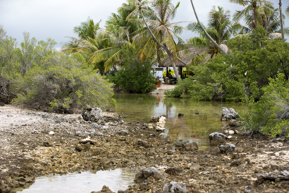 3L9A9573.jpg Tuamotu - Manihi - Copyright : See Otherwise 2012 - 2025